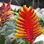 Bromeliad