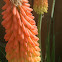 Torch Lily