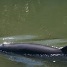 Atlantic Bottlenose Dolphin