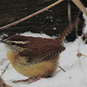 Carolina Wren