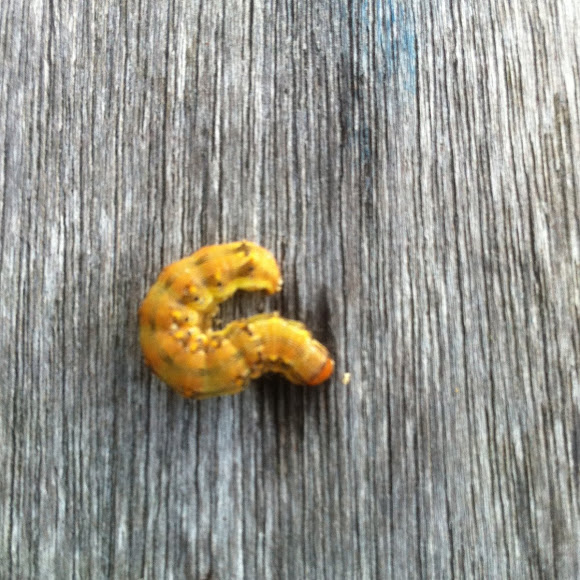 Spotting Image 1