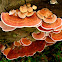 Fungi