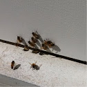 Eastern Honey Bee