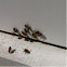 Eastern Honey Bee