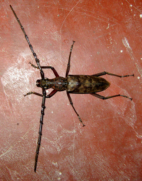 Spotting Image 1
