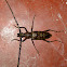 Long-horned Beetle
