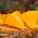 Jelly Cone