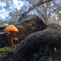Cogumelos - Gymnopilus -