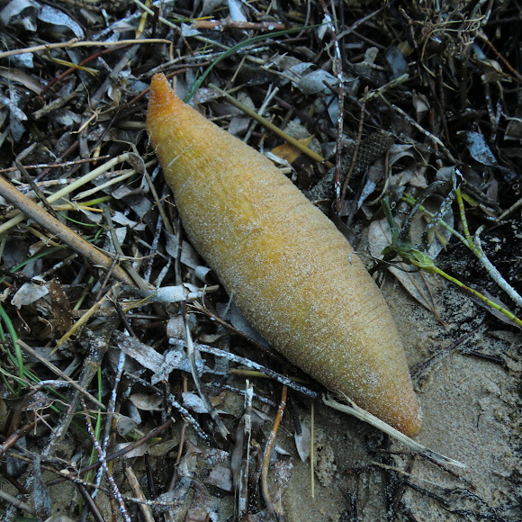 Spotting Image 1
