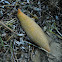 New Sea cucumber