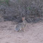 Desert Cottontail