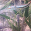 Slippery Dick