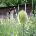 Wild teasel