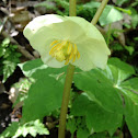 Mayapple