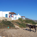 Horse (Cavallo)