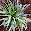 Monkey Grass