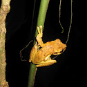 Tree Frog