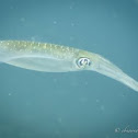 Bigfin Reef Squid