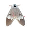 Tiger Moth