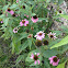 Purple coneflowers/Echinacea