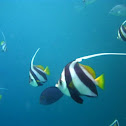 Schooling Bannerfish