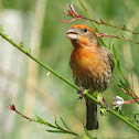 House Finch