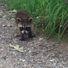 Raccoon