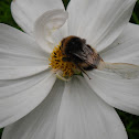 BOMBUS