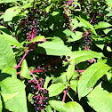 Pokeweed