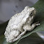 Gray Tree Frog