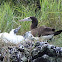 Brown Booby