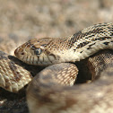 Bullsnake