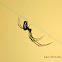 Orchard spider