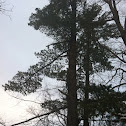White pine