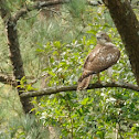 Red-Tailed Hawk Juvenile
