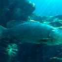 Giant Grouper