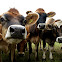 Jersey Cows
