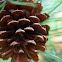 Pine Cone