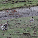 Greylag goose