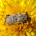 Billbug