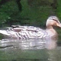 Mallard Duck