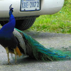 Peacock on a Farm