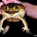 Cane Toad