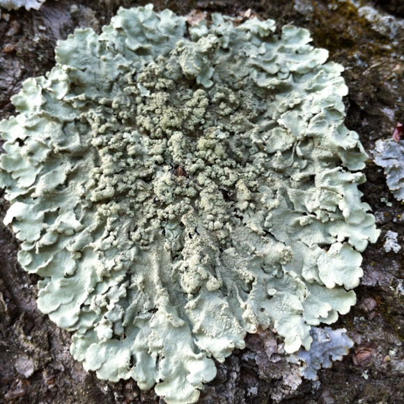 Spotting Image 1