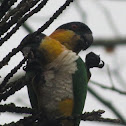 Black headed Parrots
