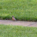 American Robin 