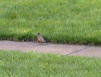 Spotting Image 1