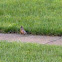 American Robin 