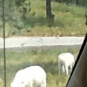 Arctic Wolf