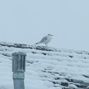 Black-headed Gull